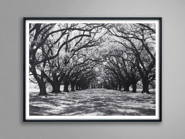 PHILIP GENDREAU OAK Alley Arched Trees On Plantation, Black and White Photography, Nature Photography, Nature Prints, Oak Trees, Monochrome
