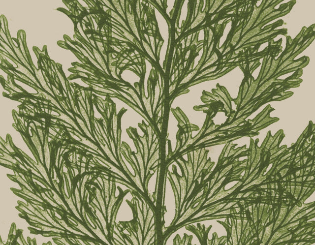 1859 ENGLISH FERN Print Collection Natural, British Ferns, Fern Prints, Botanical Art, Botanical Set, Fern Art, Green Ferns, Nature Prints