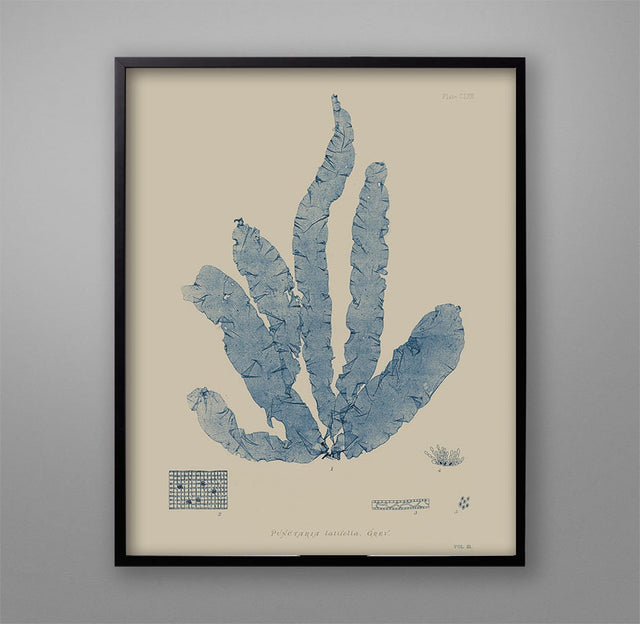 SEAWEED ART: 1859 BOTANICAL Seaweed Art #16 Blue - Vintage Nautical - Coastal Artwork - Coastal Decor - Plant Print - Botany Decor