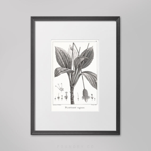 18TH C FRENCH BOTANICAL Art Print #8 - Vintage Decor - Botanical Specimen - Wall Art - Plant Decor - Botanical Illustration - Floral Poster
