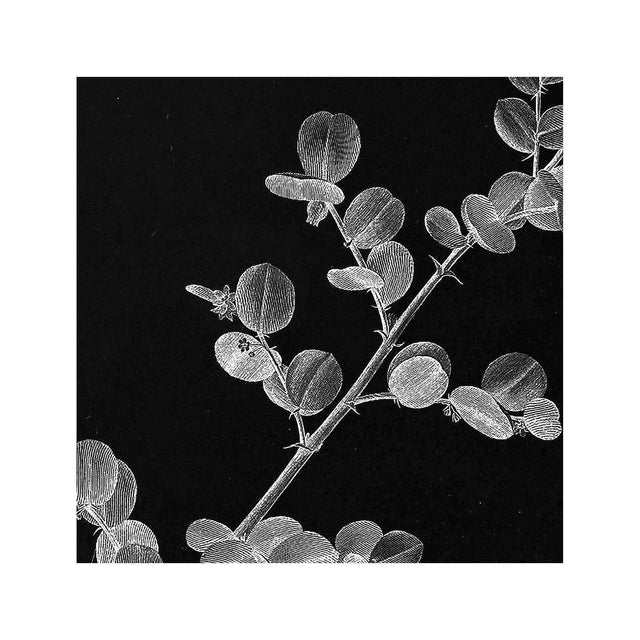 18th Century FRENCH BOTANICAL Illustration - AGYNEJA Impubes - Foundry