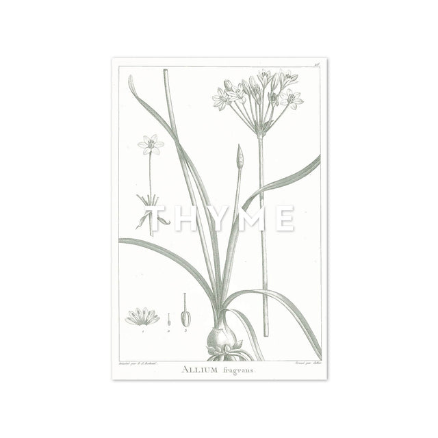 18th Century FRENCH BOTANICAL Illustration - ALLIUM Fragrans - Foundry