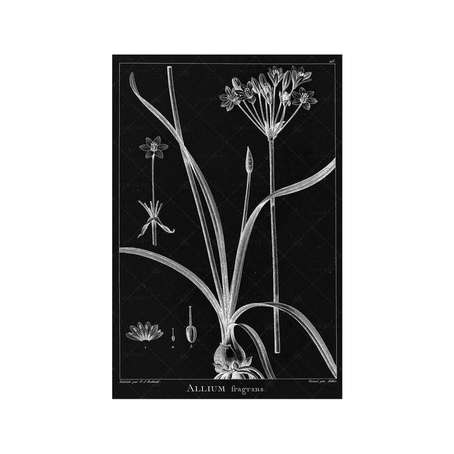 18th Century FRENCH BOTANICAL Illustration - ALLIUM Fragrans - Foundry