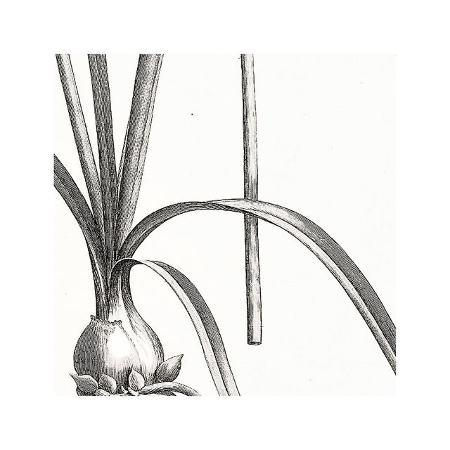 18th Century FRENCH BOTANICAL Illustration - ALLIUM Fragrans - Foundry