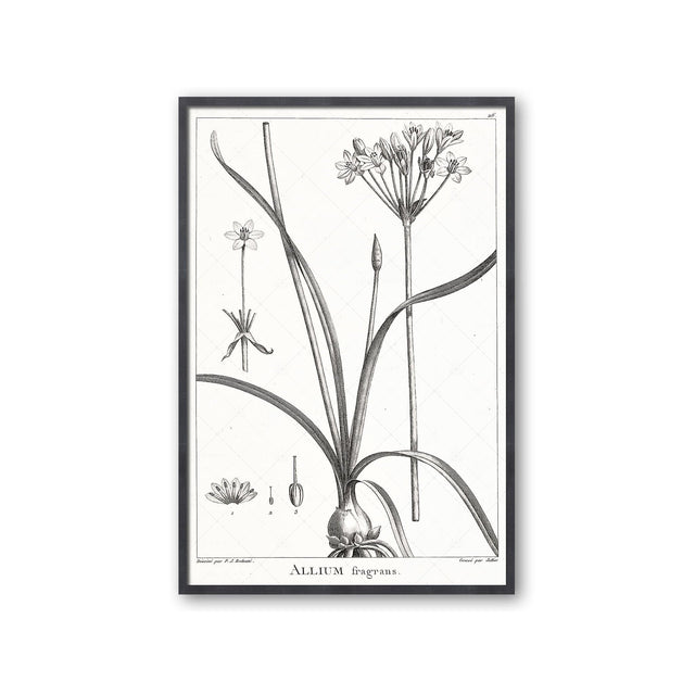 18th Century FRENCH BOTANICAL Illustration - ALLIUM Fragrans - Foundry