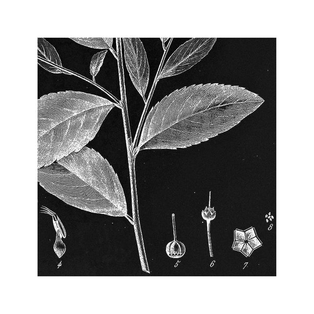 18th Century FRENCH BOTANICAL Illustration - ANDROMEDA Cassinefolia - Foundry