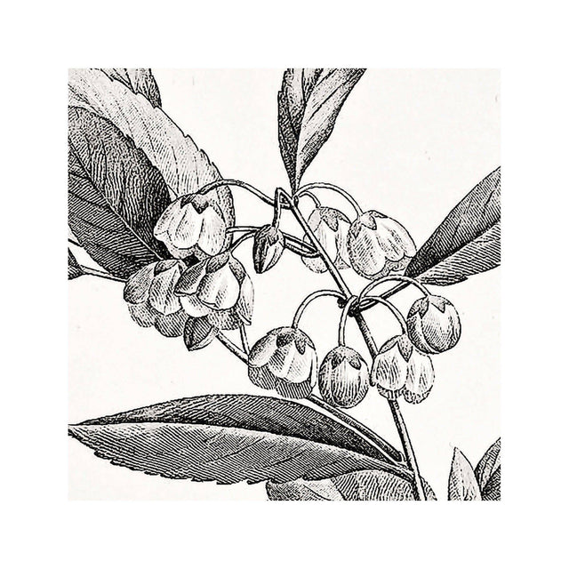 18th Century FRENCH BOTANICAL Illustration - ANDROMEDA Cassinefolia - Foundry