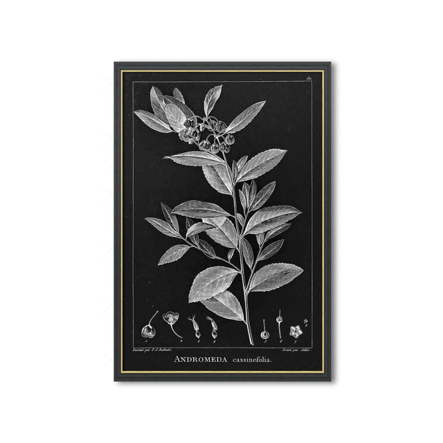18th Century FRENCH BOTANICAL Illustration - ANDROMEDA Cassinefolia - Foundry