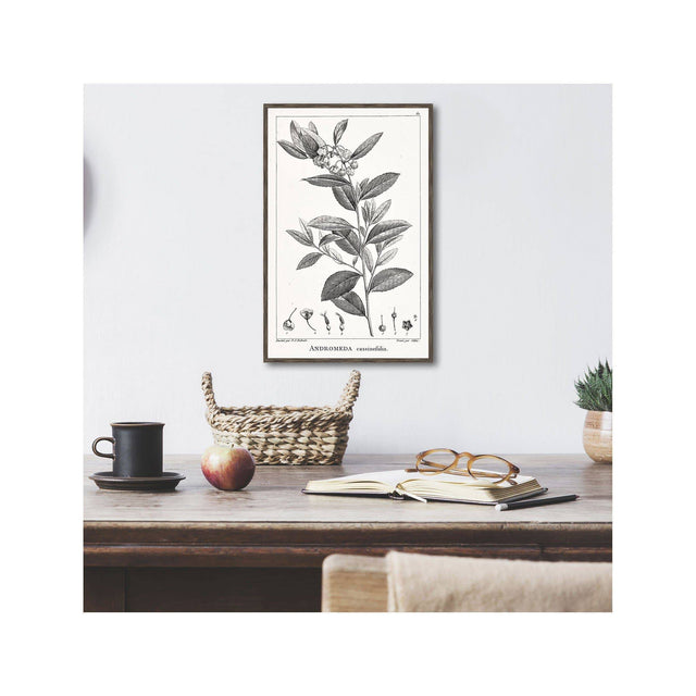 18th Century FRENCH BOTANICAL Illustration - ANDROMEDA Cassinefolia - Foundry