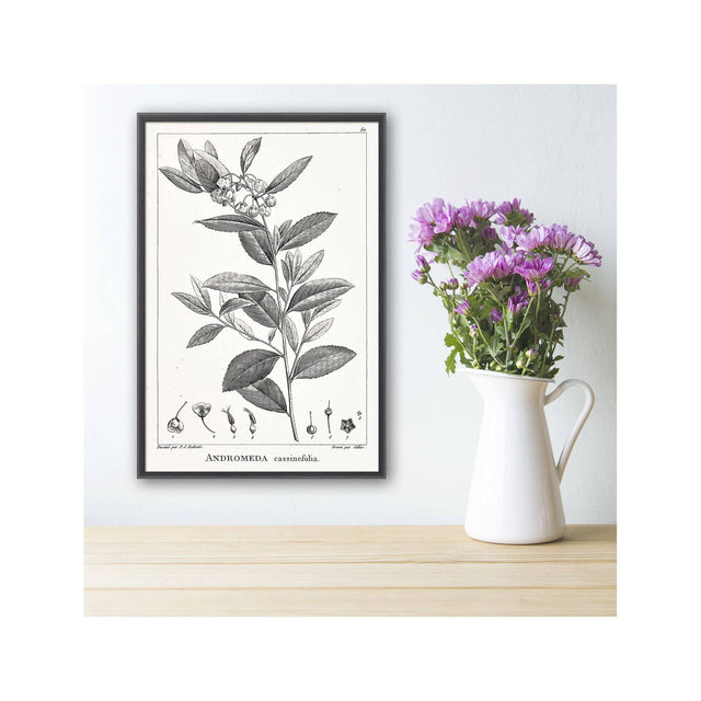 18th Century FRENCH BOTANICAL Illustration - ANDROMEDA Cassinefolia - Foundry