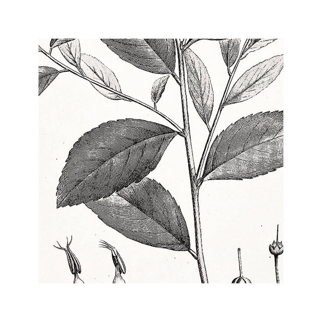 18th Century FRENCH BOTANICAL Illustration - ANDROMEDA Cassinefolia - Foundry