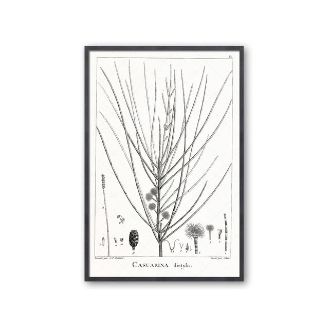 18th Century FRENCH BOTANICAL Illustration - CASUARINA Distyla - Foundry