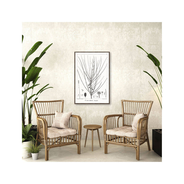 18th Century FRENCH BOTANICAL Illustration - CASUARINA Distyla - Foundry