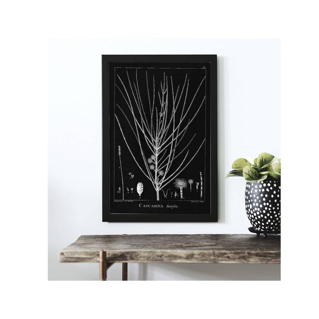 18th Century FRENCH BOTANICAL Illustration - CASUARINA Distyla - Foundry