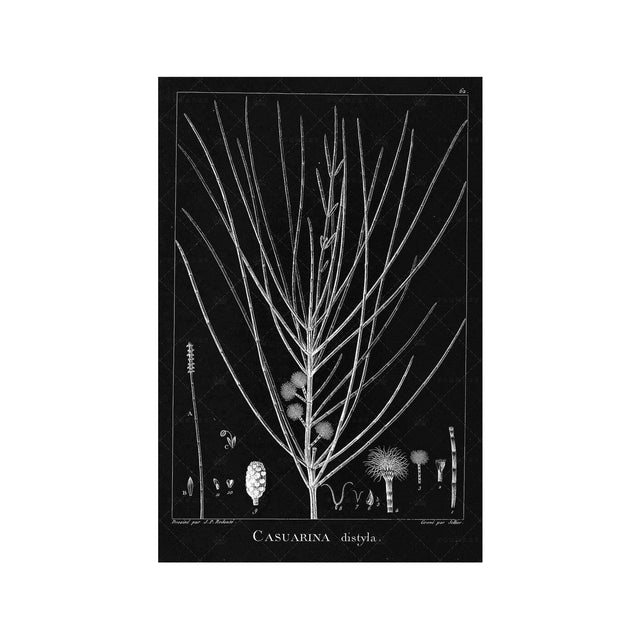 18th Century FRENCH BOTANICAL Illustration - CASUARINA Distyla - Foundry