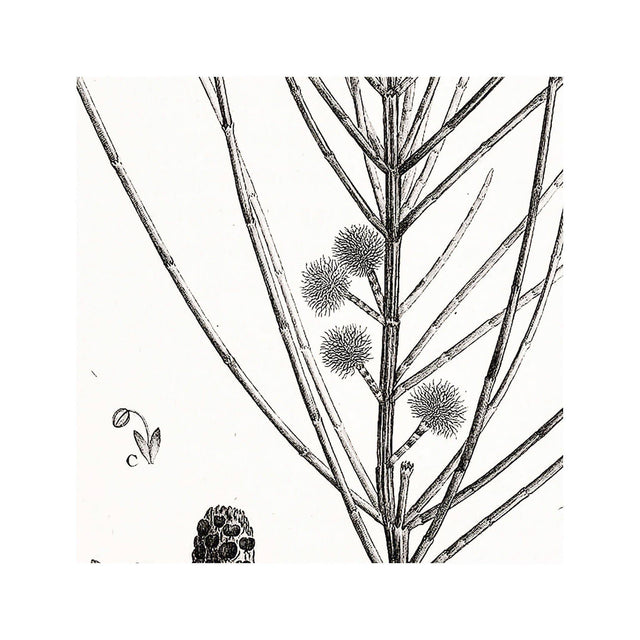 18th Century FRENCH BOTANICAL Illustration - CASUARINA Distyla - Foundry