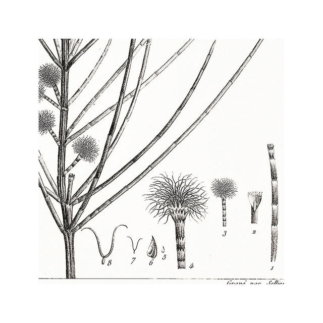 18th Century FRENCH BOTANICAL Illustration - CASUARINA Distyla - Foundry