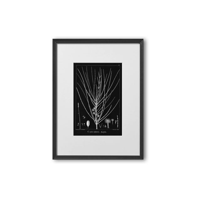 18th Century FRENCH BOTANICAL Illustration - CASUARINA Distyla - Foundry
