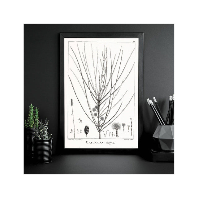 18th Century FRENCH BOTANICAL Illustration - CASUARINA Distyla - Foundry
