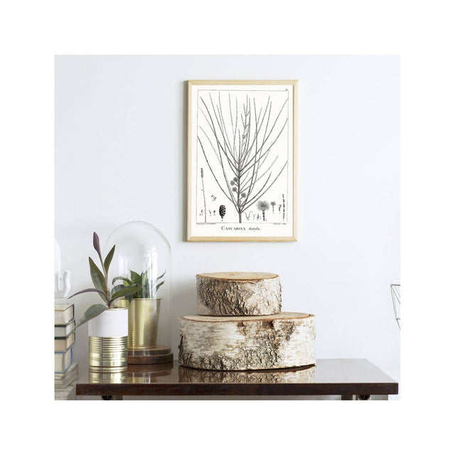18th Century FRENCH BOTANICAL Illustration - CASUARINA Distyla - Foundry