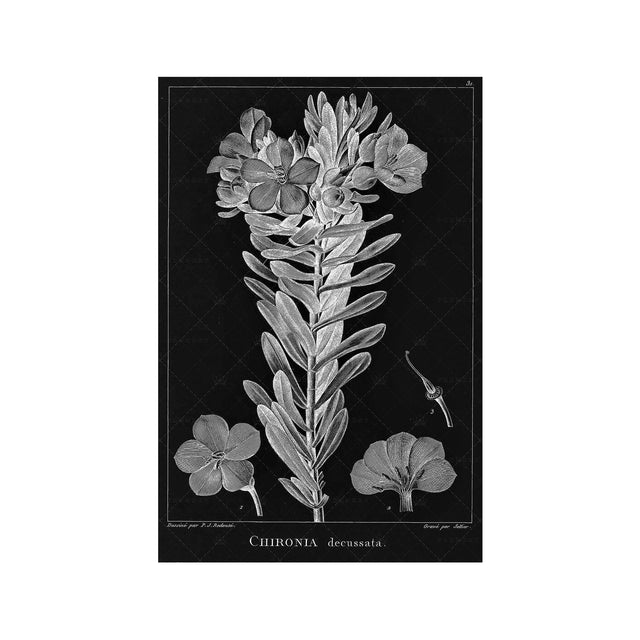 18th Century FRENCH BOTANICAL Illustration - CHIRONIA Decussata - Foundry