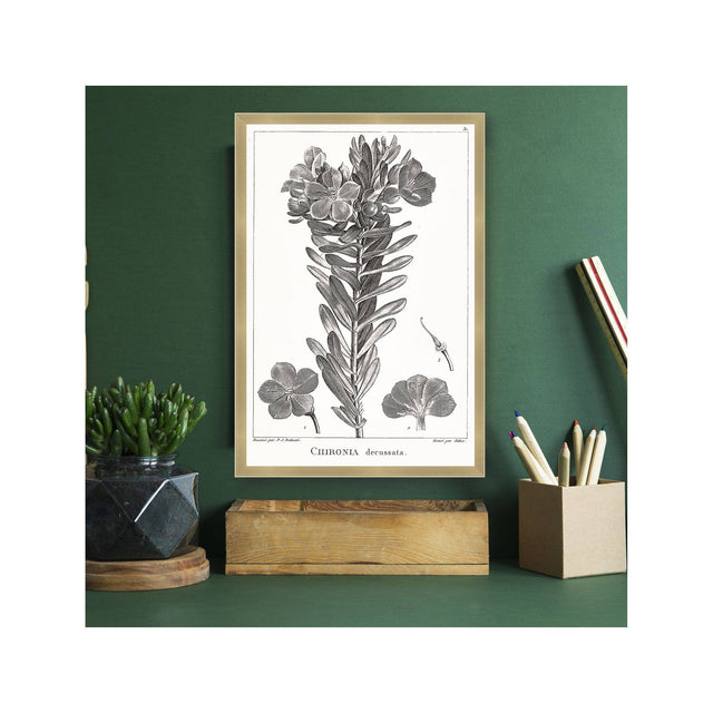 18th Century FRENCH BOTANICAL Illustration - CHIRONIA Decussata - Foundry