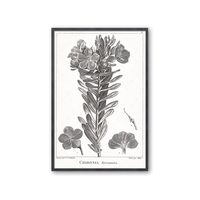 18th Century FRENCH BOTANICAL Illustration - CHIRONIA Decussata - Foundry