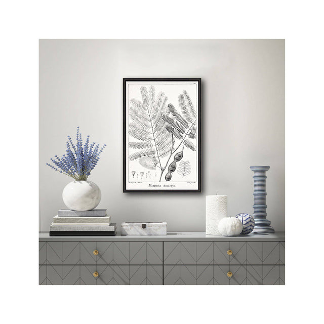 18th Century FRENCH BOTANICAL Illustration - MIMOSA Distachya - Foundry
