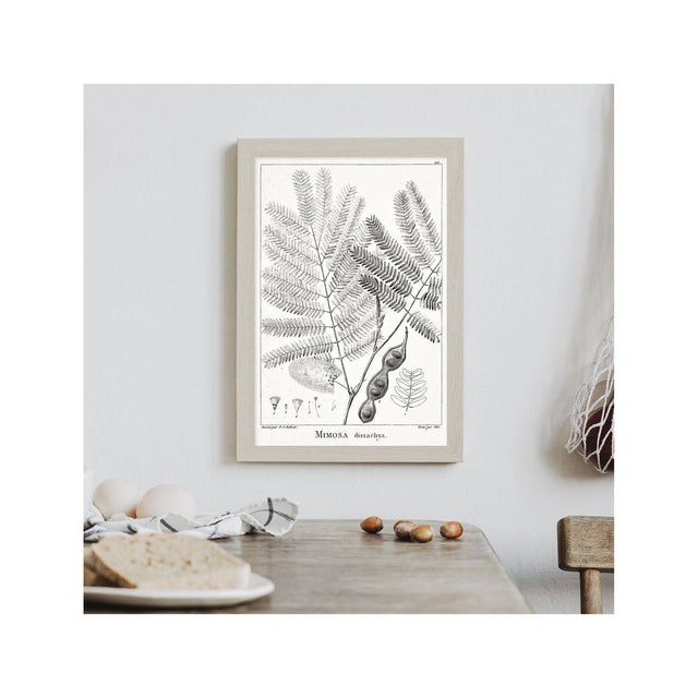 18th Century FRENCH BOTANICAL Illustration - MIMOSA Distachya - Foundry