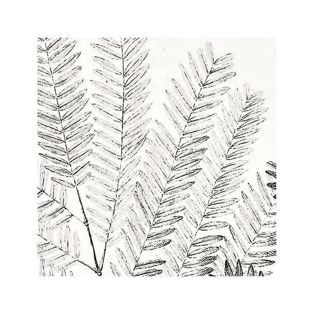 18th Century FRENCH BOTANICAL Illustration - MIMOSA Distachya - Foundry