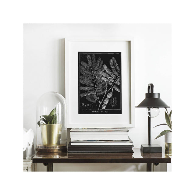 18th Century FRENCH BOTANICAL Illustration - MIMOSA Distachya - Foundry