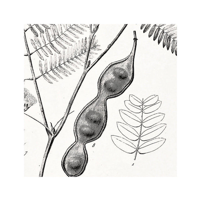 18th Century FRENCH BOTANICAL Illustration - MIMOSA Distachya - Foundry