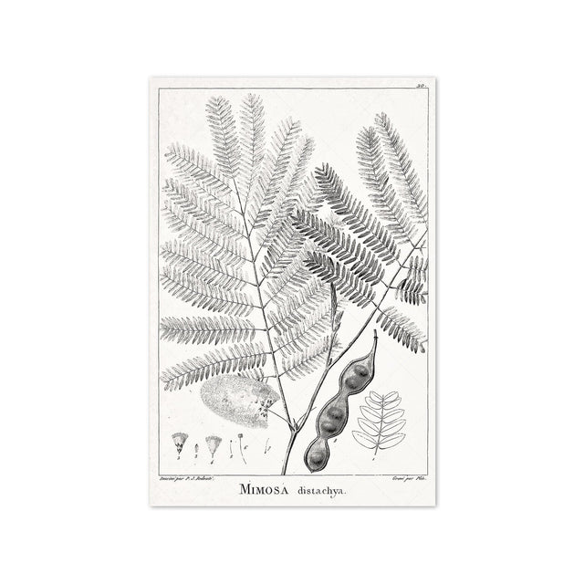 18th Century FRENCH BOTANICAL Illustration - MIMOSA Distachya - Foundry