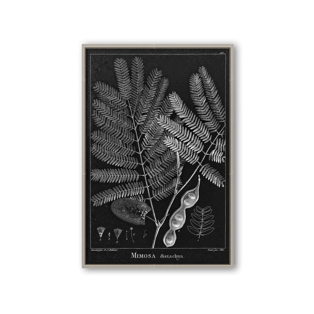 18th Century FRENCH BOTANICAL Illustration - MIMOSA Distachya - Foundry
