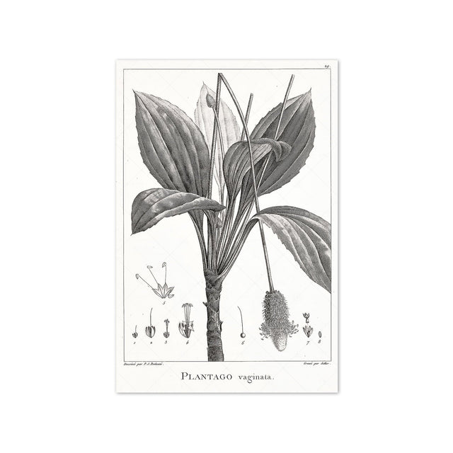 18th Century FRENCH BOTANICAL Illustration - PLANTAGO Vaginata - Foundry