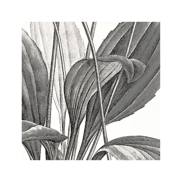 18th Century FRENCH BOTANICAL Illustration - PLANTAGO Vaginata - Foundry