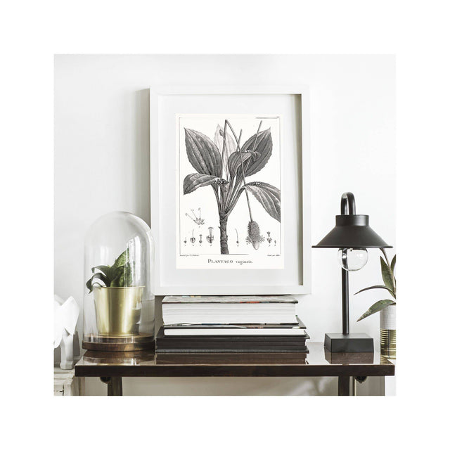 18th Century FRENCH BOTANICAL Illustration - PLANTAGO Vaginata - Foundry