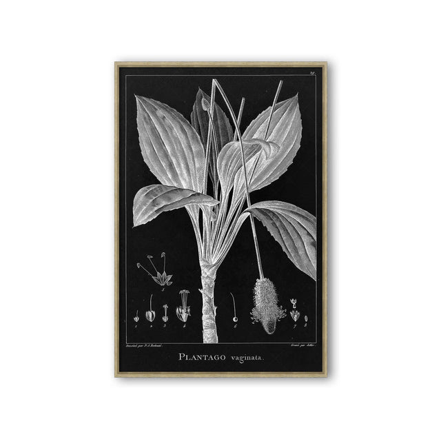 18th Century FRENCH BOTANICAL Illustration - PLANTAGO Vaginata - Foundry