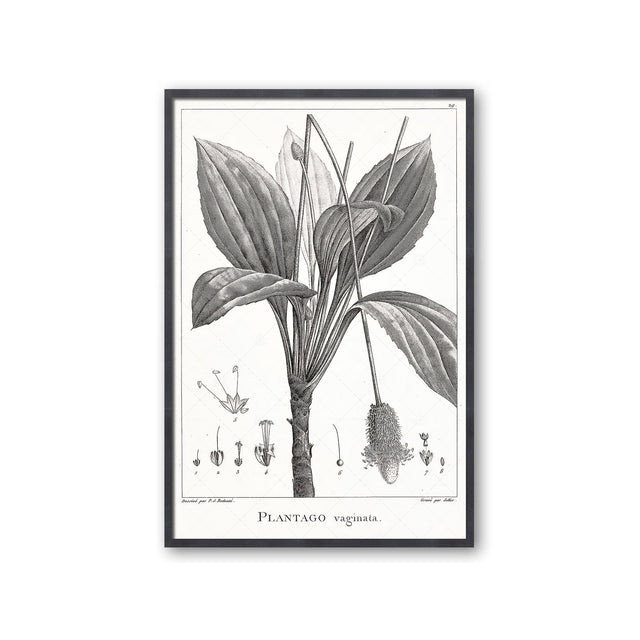 18th Century FRENCH BOTANICAL Illustration - PLANTAGO Vaginata - Foundry