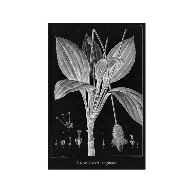 18th Century FRENCH BOTANICAL Illustration - PLANTAGO Vaginata - Foundry