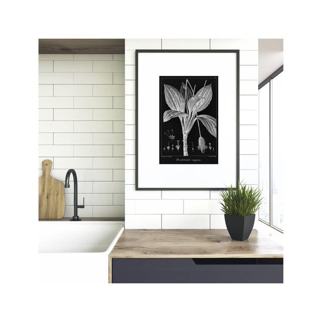 18th Century FRENCH BOTANICAL Illustration - PLANTAGO Vaginata - Foundry