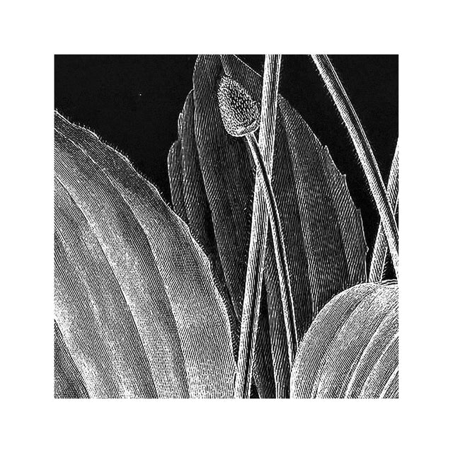 18th Century FRENCH BOTANICAL Illustration - PLANTAGO Vaginata - Foundry
