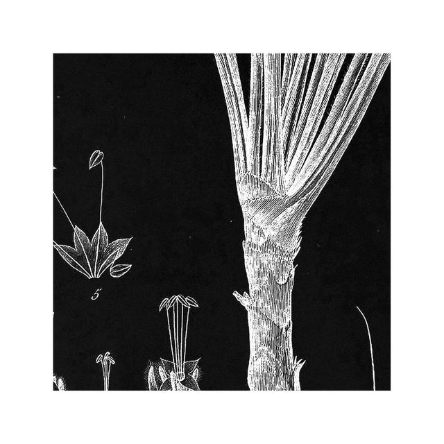 18th Century FRENCH BOTANICAL Illustration - PLANTAGO Vaginata - Foundry