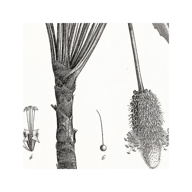 18th Century FRENCH BOTANICAL Illustration - PLANTAGO Vaginata - Foundry