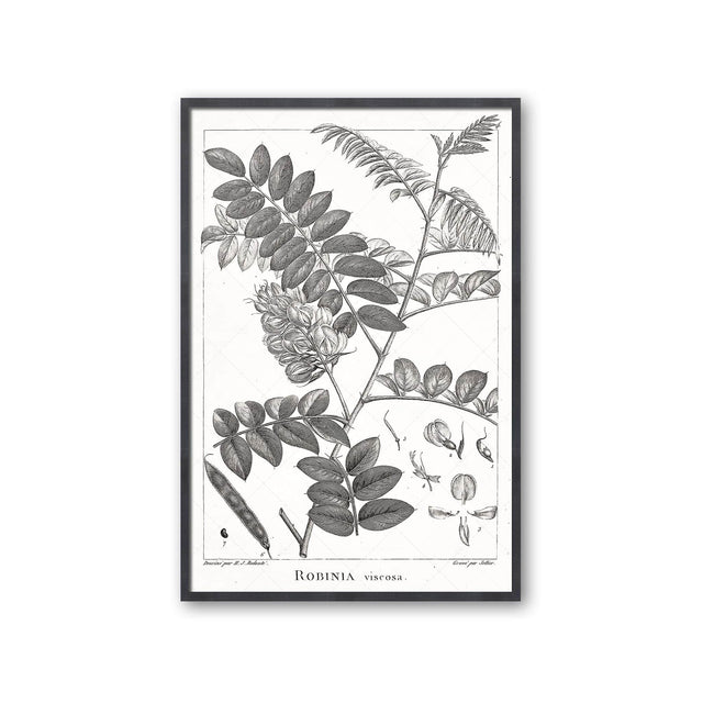 18th Century FRENCH BOTANICAL Illustration - ROBINIA Viscosa - Foundry