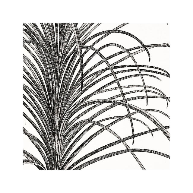 18th Century FRENCH BOTANICAL Illustration - STATICE Fasciculata - Foundry