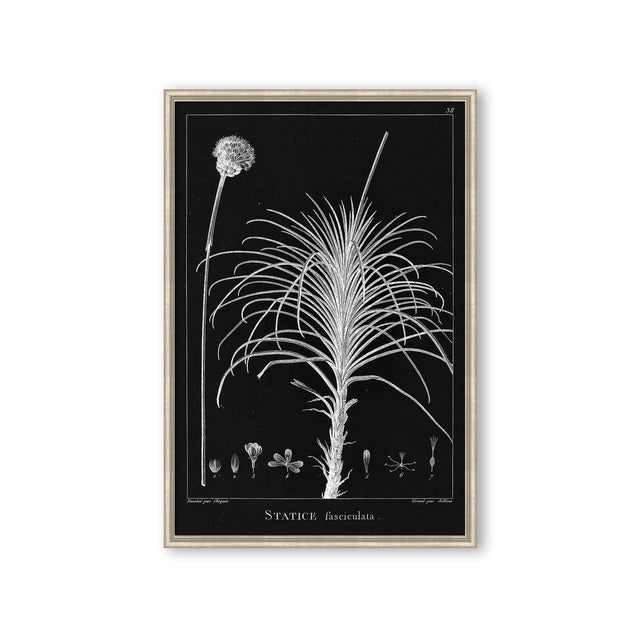 18th Century FRENCH BOTANICAL Illustration - STATICE Fasciculata - Foundry