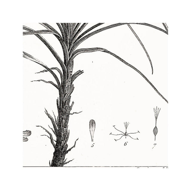 18th Century FRENCH BOTANICAL Illustration - STATICE Fasciculata - Foundry