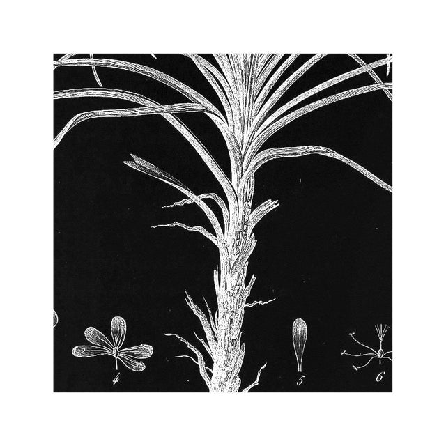 18th Century FRENCH BOTANICAL Illustration - STATICE Fasciculata - Foundry
