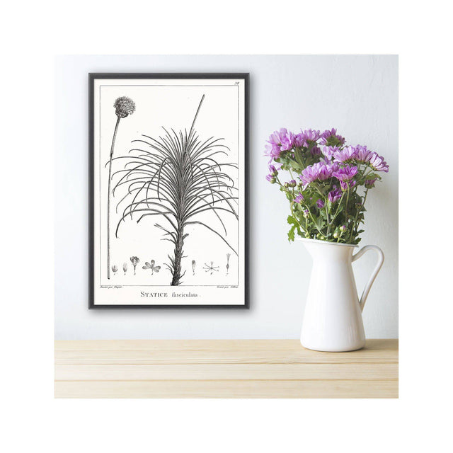 18th Century FRENCH BOTANICAL Illustration - STATICE Fasciculata - Foundry